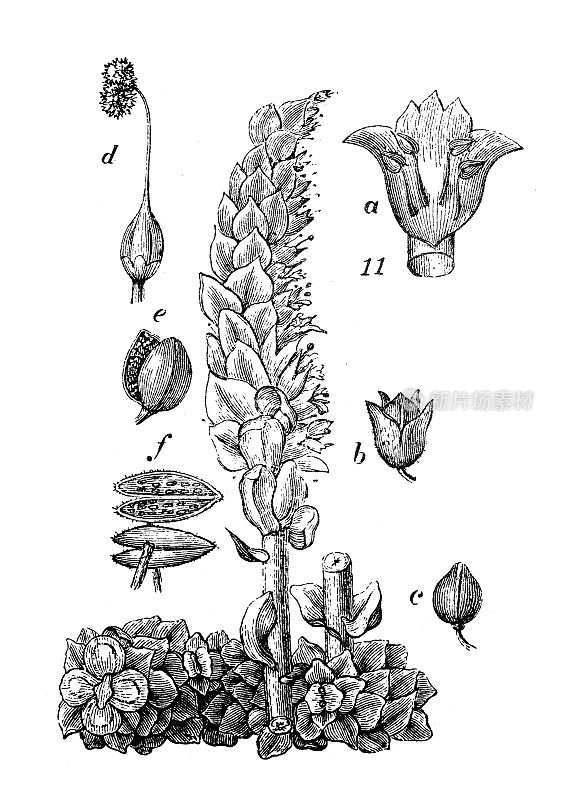 仿古雕刻插图:白芨、普通牙草