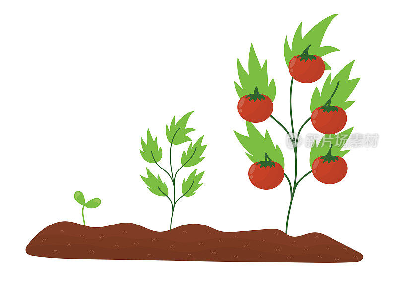 卡通风格的番茄生命周期。从种子到成体植物的生长过程