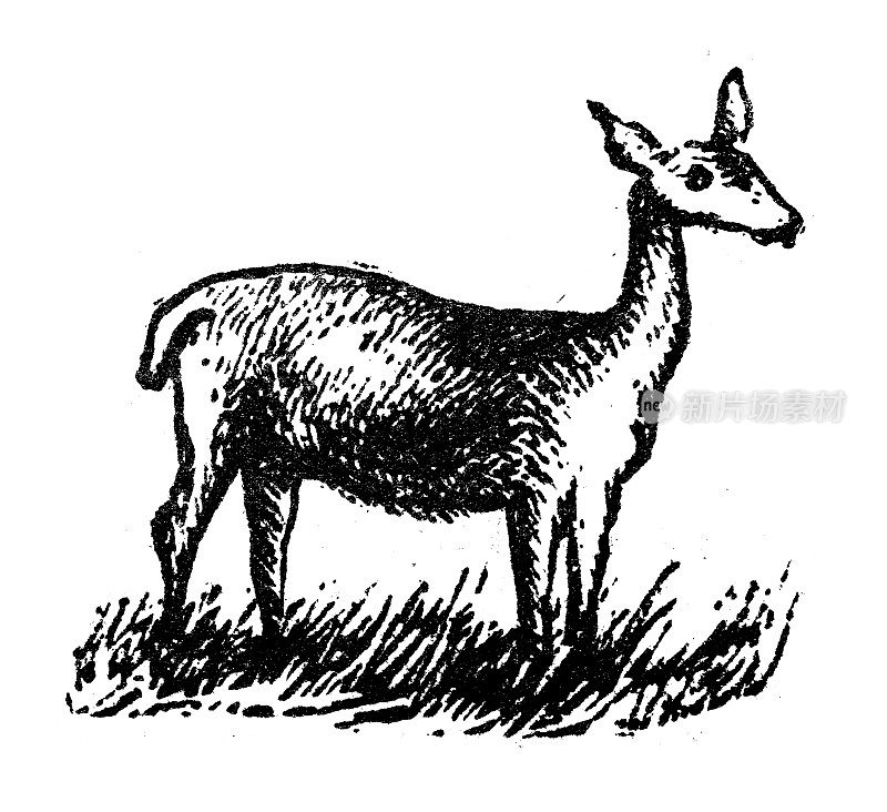 古玩雕刻插图:小鹿