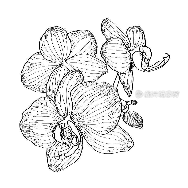 黑线兰花构图孤立在白色背景上。