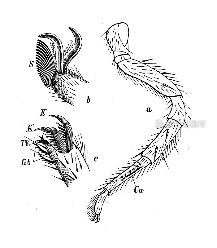 仿古生物动物图像:铁血黑绒藻、黄绒藻、白绒藻