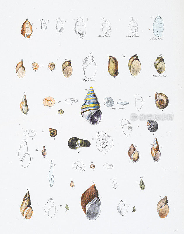 软体动物和海螺色版1843年