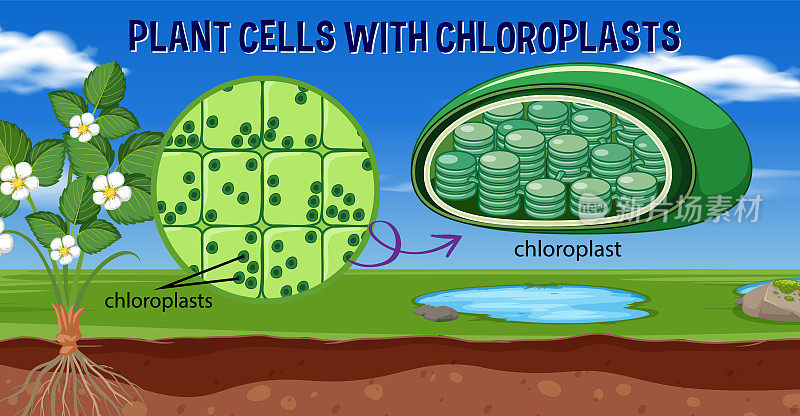 有叶绿体的植物细胞