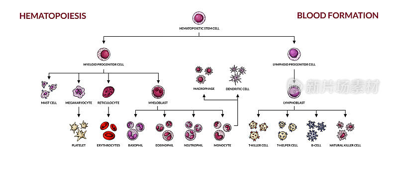 造血作用图。人类血细胞类型有名字。科学的微生物载体插图素描风格。血细胞成分的形成
