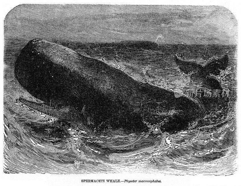 抹香鲸插图1892年
