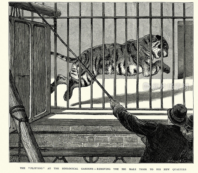 19世纪70年代维多利亚时代，伦敦动物园笼子里的老虎的复古插图