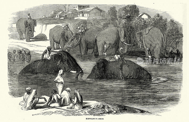 19世纪，维多利亚时代，19世纪50年代，印度，在河里洗大象