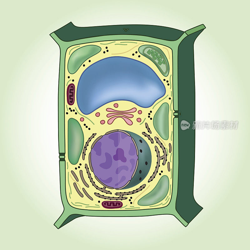 绿色背景上的植物细胞横截面，结构。生物学