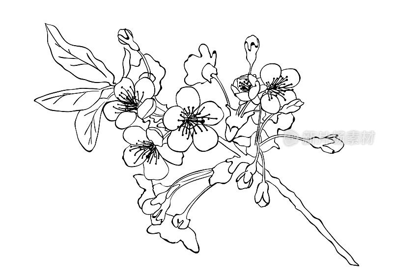手绘樱花插花。花卉装饰设计元素。