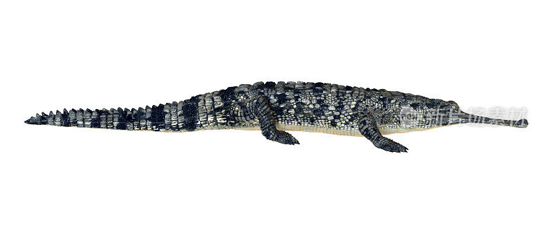 3D渲染鳄鱼在白色