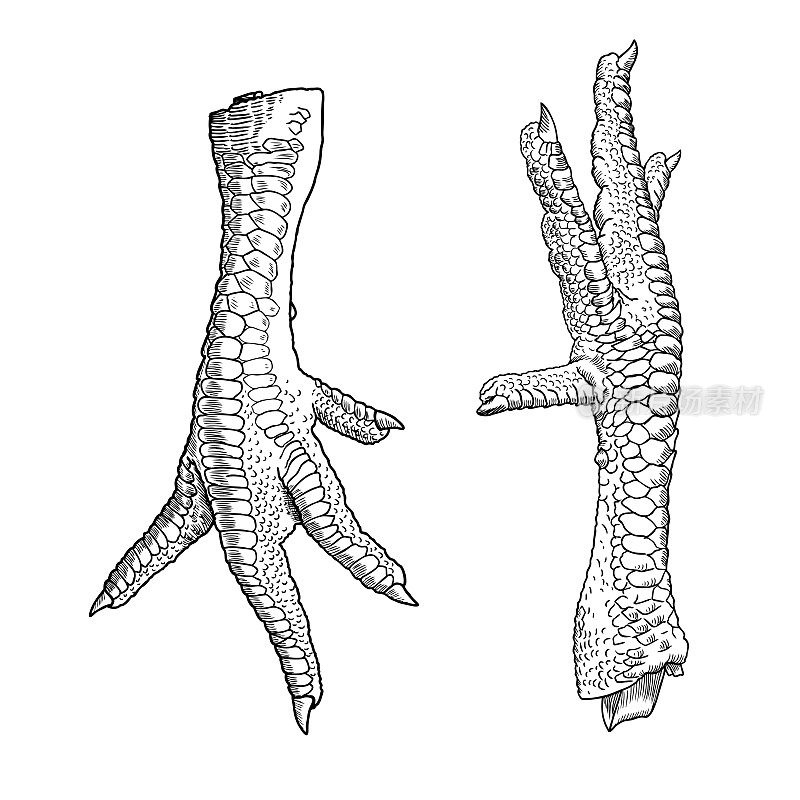 一套鸡，公鸡，火鸡脚。手绘雕刻风格。家养的家禽或母鸡的腿。向量。