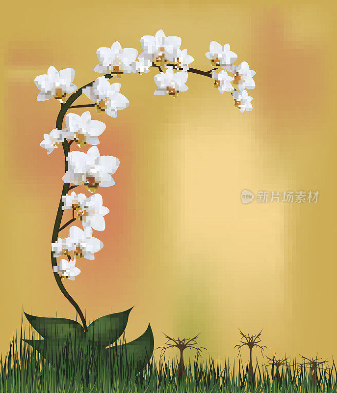 Vector-白色兰花植物。蝴蝶兰花，白色，橙色背景，草。向量保存在eps10。网。