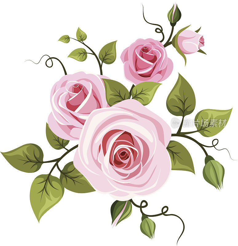 粉红色的玫瑰。矢量插图。