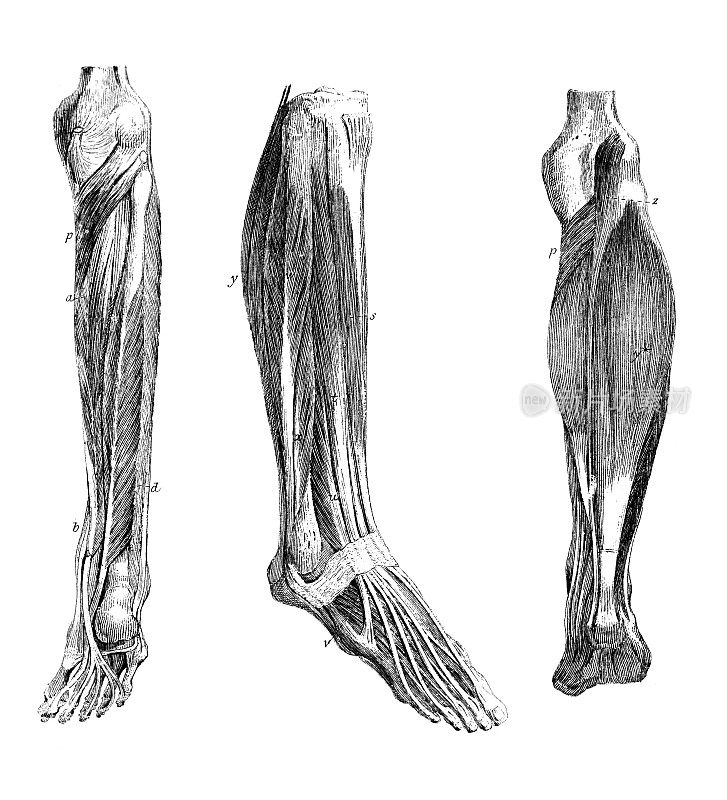 19世纪人类腿部肌肉的雕刻