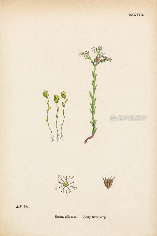 多毛石作物，景天，维多利亚植物学插图，1863年