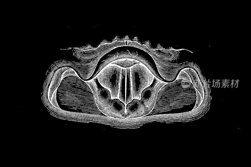 当声音产生时喉镜成像