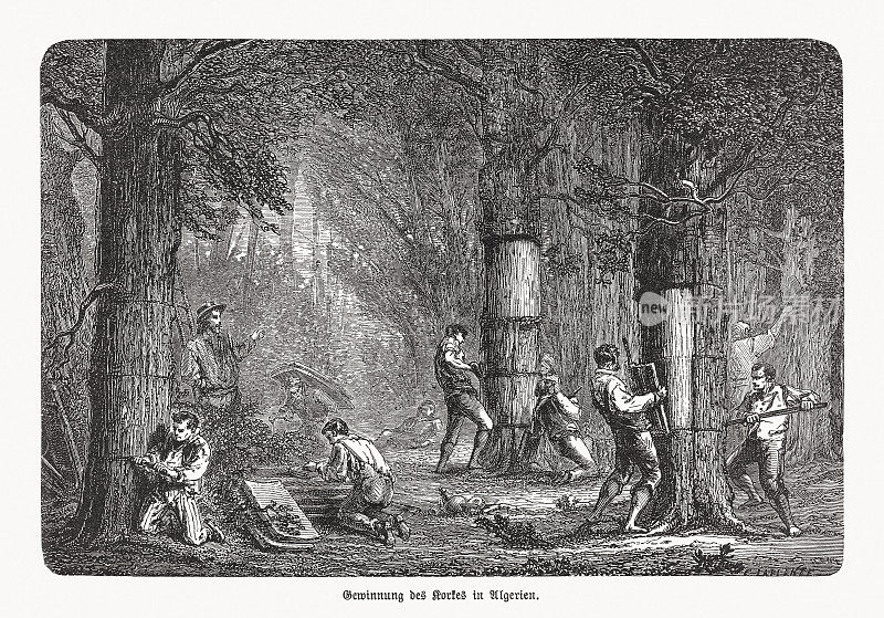 在阿尔及利亚提取软木，木刻，1893年出版