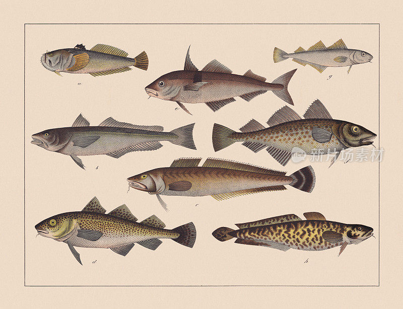 银鳍鱼，手工彩色彩色印刷，1882年出版