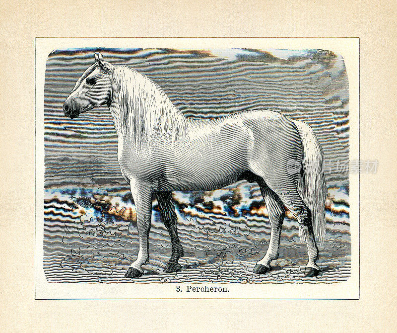 Percheron暖血马品种插图1898年