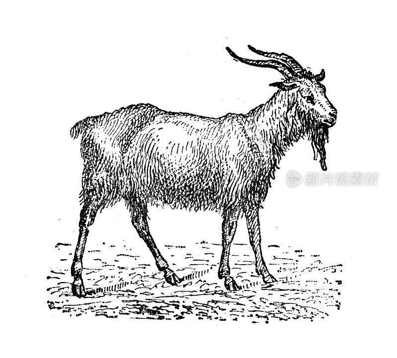 古董插图:山羊