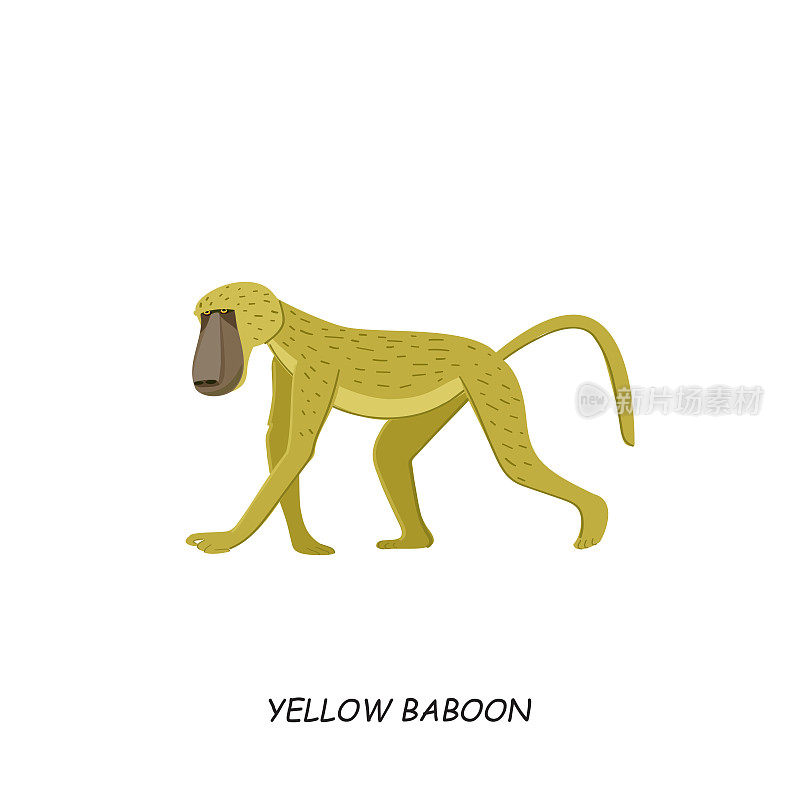 黄色的狒狒。非洲的动物。矢量插图孤立的白色背景。