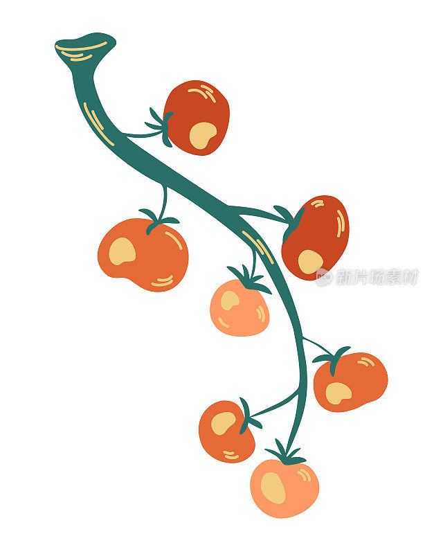 西红柿在树枝上。种植番茄红绿，菜园，作物。手绘矢量插图孤立在白色上。