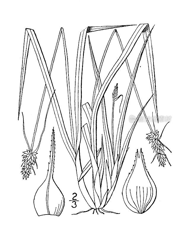 古植物学植物插图:苔草，椭圆形头莎草
