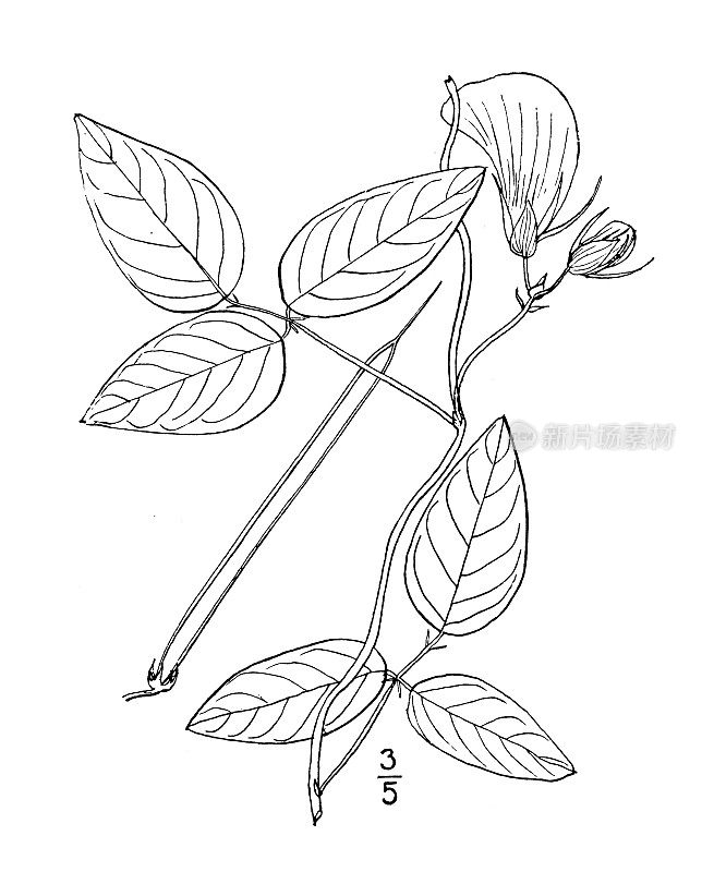 古董植物学植物插图:布拉德布里亚弗吉尼亚，刺蝶豌豆