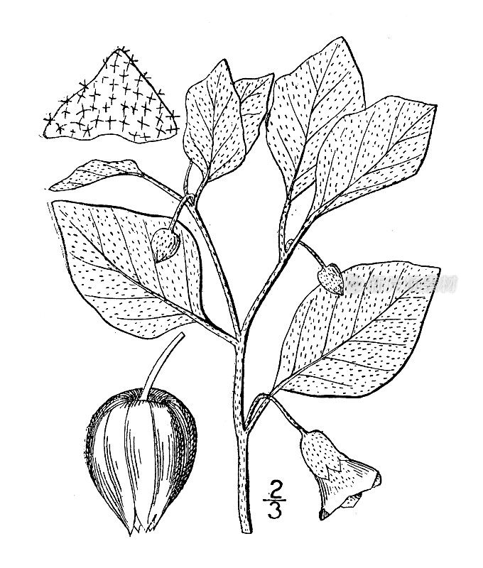 古植物学植物插图:酸浆，星状樱桃