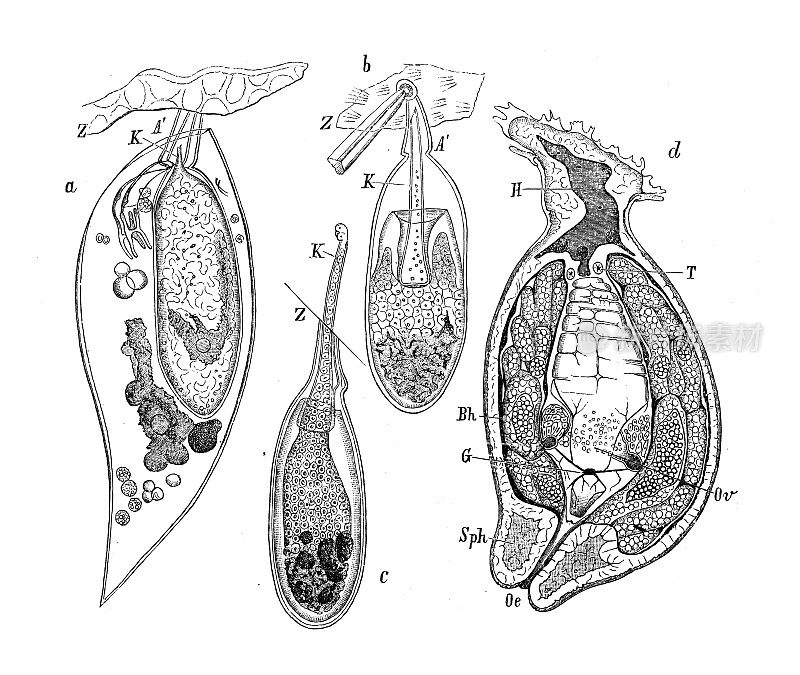 古代生物动物学图像:球囊虫幼虫