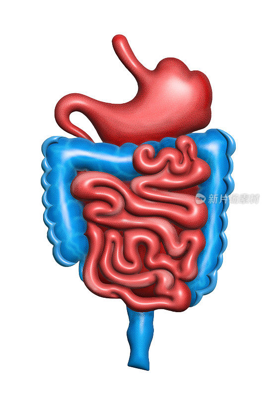 有胃和肠的消化系统图示