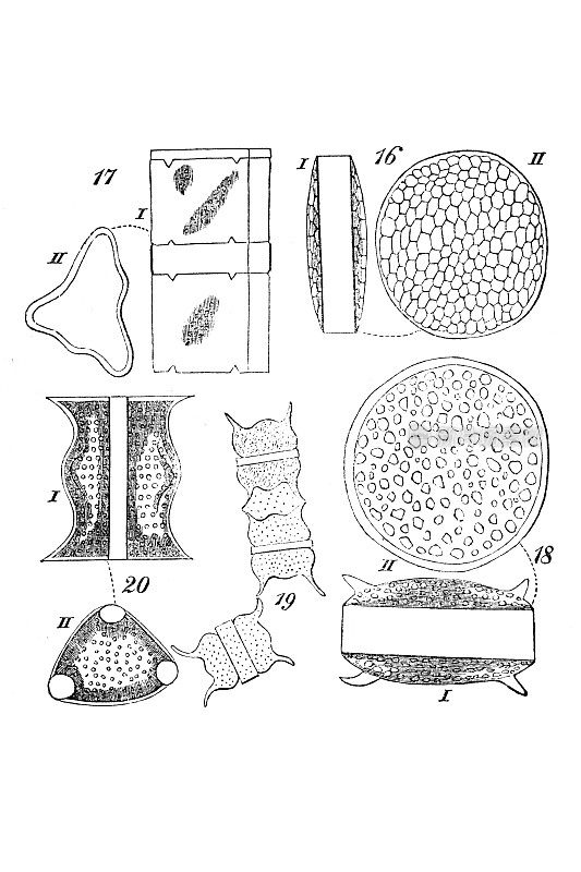 棱角分明的圆盘状植物，即晶体状的原始植物