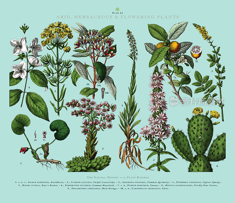 干旱，草本和开花植物，植物王国，维多利亚植物插图，大约1853年