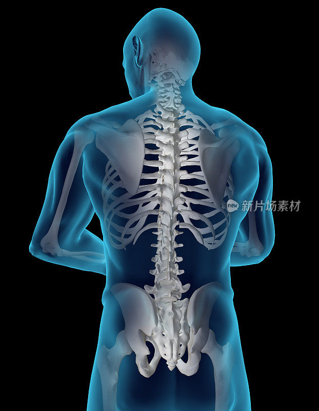 人体背部和脊椎x光片