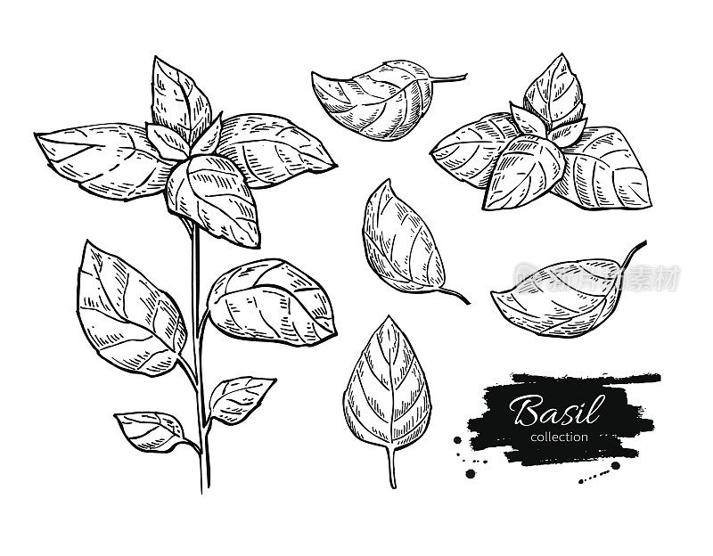 巴兹尔向量绘图集。有叶的孤立植物。