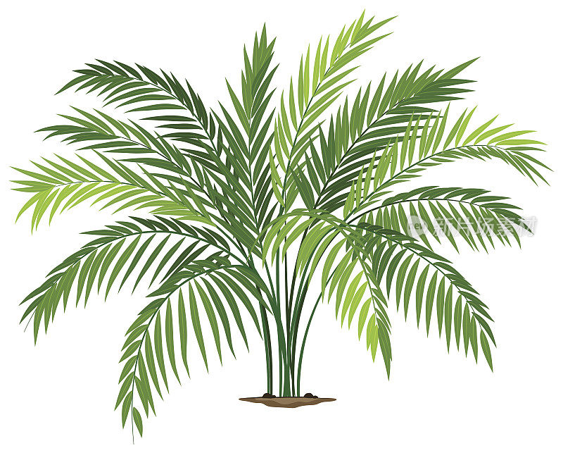 Chamaedorea植物