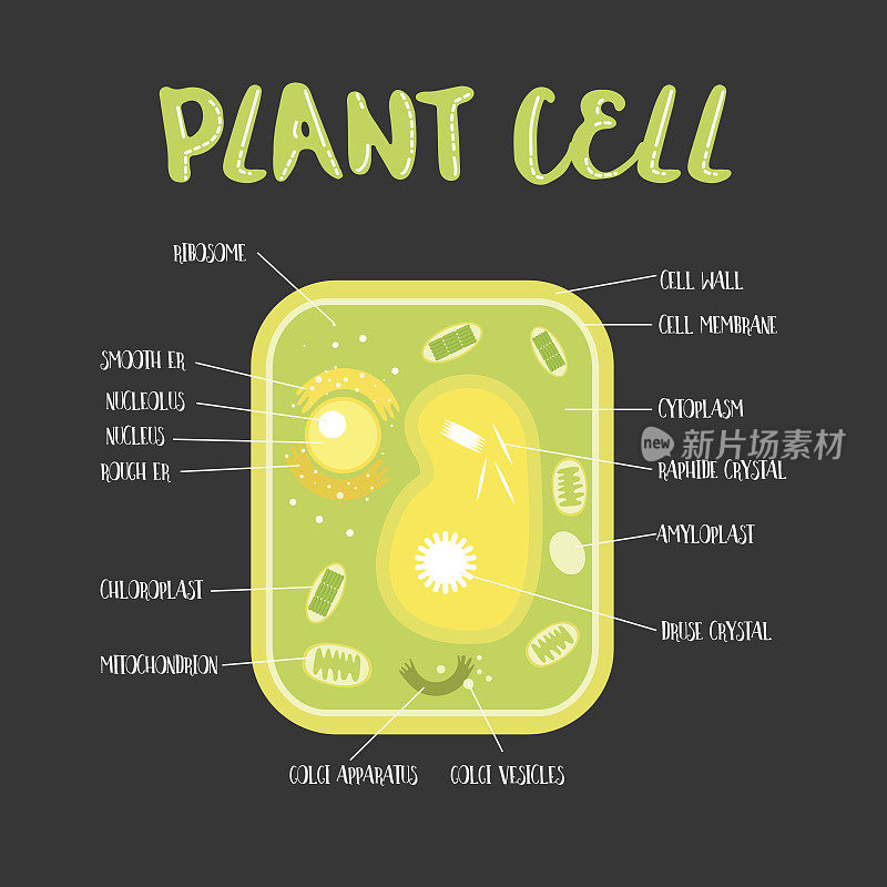 植物细胞内