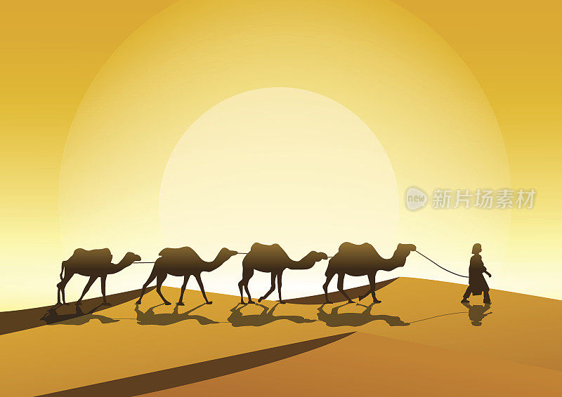日落时骆驼的剪影。