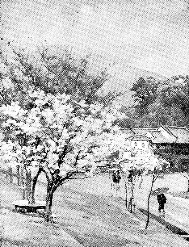 日本神户的樱花树-明治时期19世纪