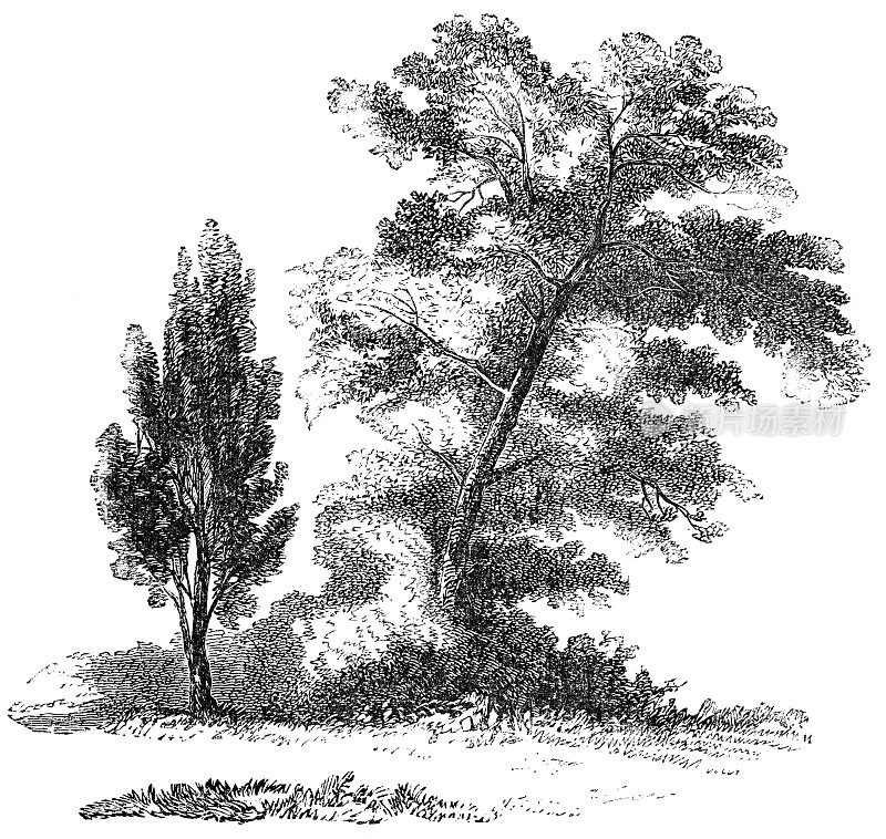 19世纪奥斯曼帝国以色列乡村的杜松树