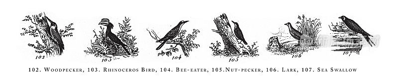啄木鸟，犀牛鸟，食蜂鸟，啄木鸟，云雀，海燕，动物种类分类雕刻古董插图，1851年出版