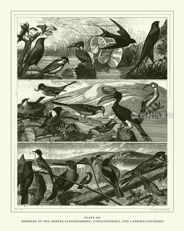 雕刻古物，雀形目，喙形目和尾状目的代表雕刻古物插图，1851年出版