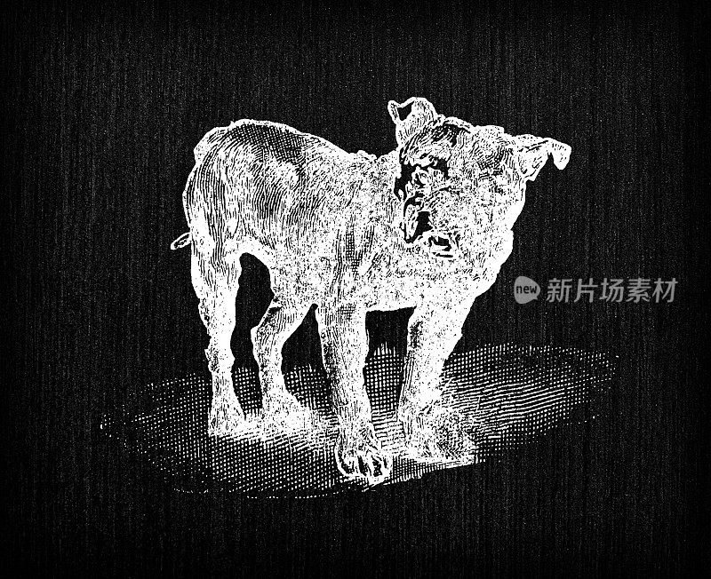 古色古香的法国版画插图:斗牛小猎犬