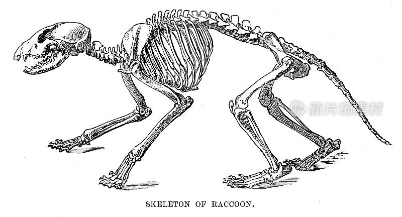 浣熊骨架雕刻1893年