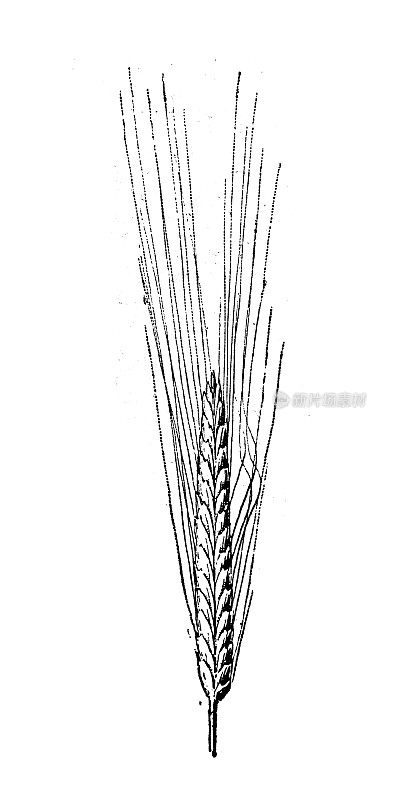 古董插图:小麦