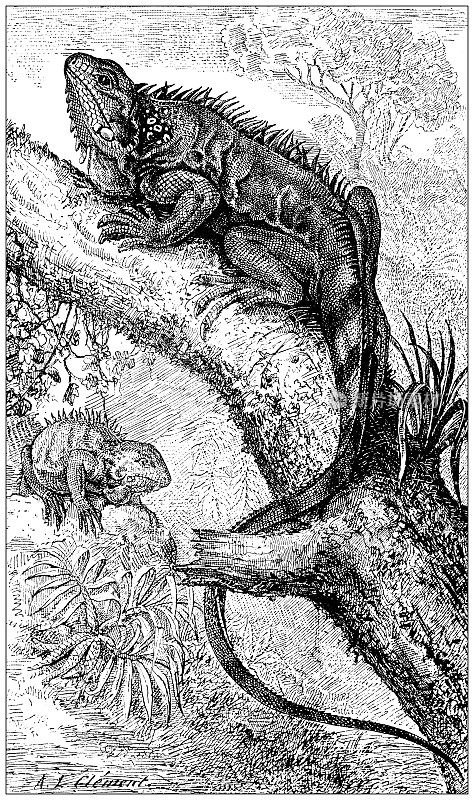 古董插图:鬣蜥