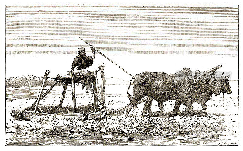 1880年，埃及农民用牛耕田