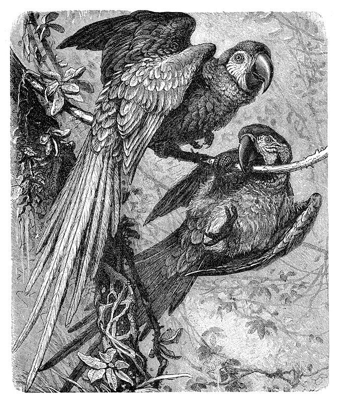 伟大的绿色金刚鹦鹉画1898