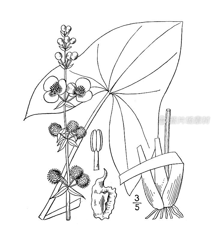 古植物学植物插图:长箭矢，长喙箭头