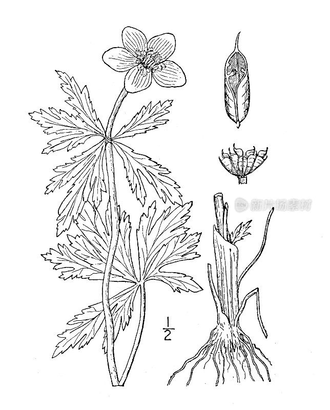 古董植物学植物插图:美国地球花